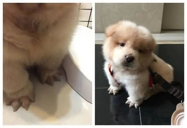 宠物犬脚毛过长不剃 危害居然这么大 狗狗的脚毛过长有什么危害 哔哩哔哩