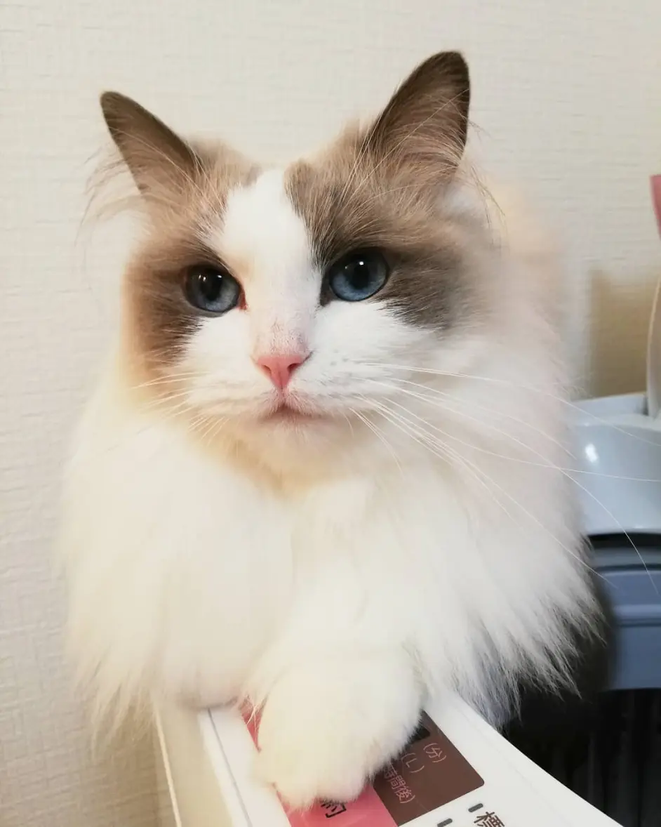 布偶猫掉毛严重怎么办？布偶猫掉毛怎么解决- 哔哩哔哩