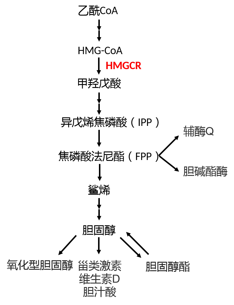 【AmBeed聚焦】HMGCR信号通路与代谢调节机制 - 哔哩哔哩