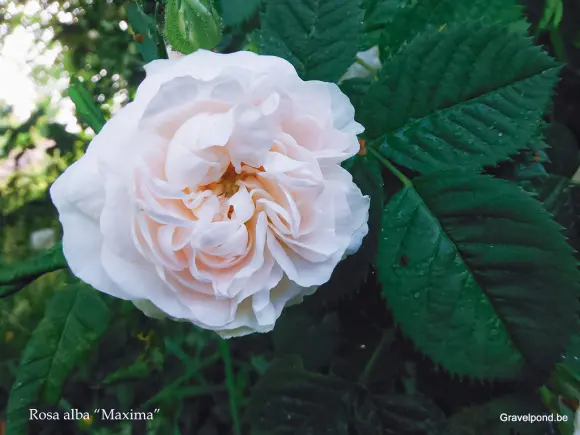 搬运 月季 白蔷薇代表种maiden S Blush 少女羞红的前世与新生 哔哩哔哩