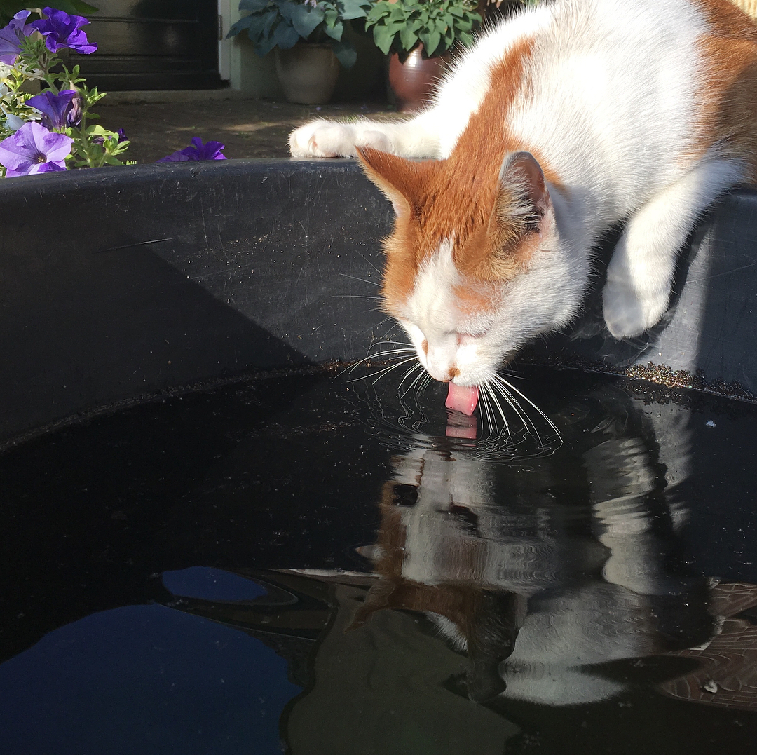 猫咪不爱喝水有这些原因,铲屎官要帮助猫咪养