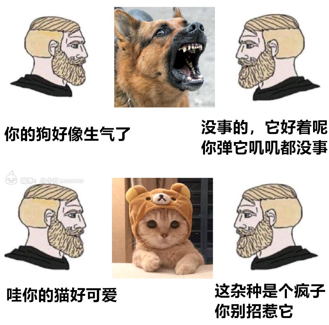 【NO.186】每日梗图/memes - 哔哩哔哩
