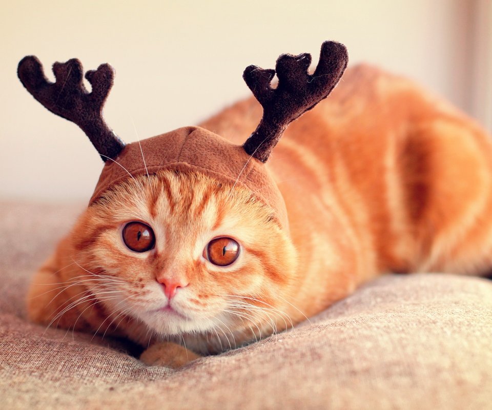 法语学习:法语初学者来这里,法语发音、词法与