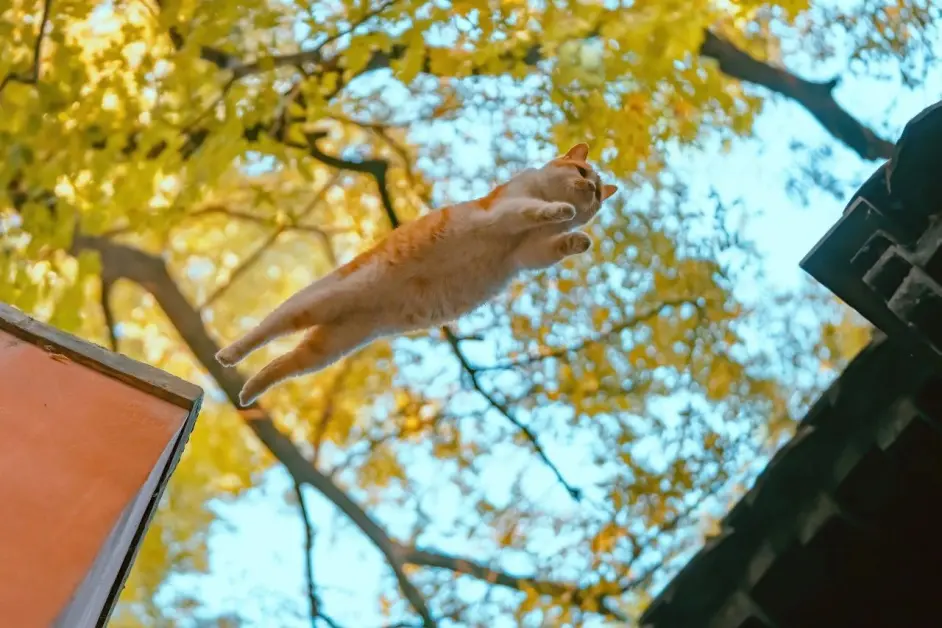 比秋色更美的是：当秋色遇见猫！ - 哔哩哔哩