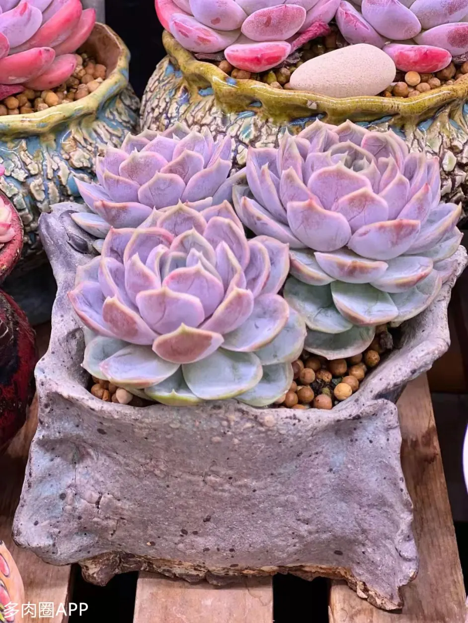 一些简单养护肉肉的小技巧 值得收藏 哔哩哔哩