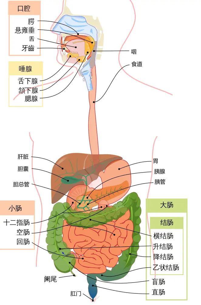 黑豹因结肠癌去世 普通人如何逃脱消化道肿瘤魔爪 哔哩哔哩