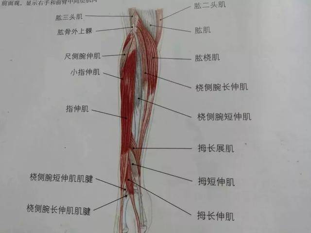 前臂肌肉解剖图谱-千图网