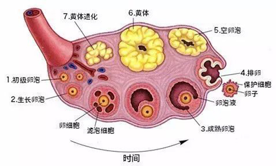 和纖溶酶原激活劑活性低下,可使排卵前卵泡細胞上的纖溶酶原活性降低