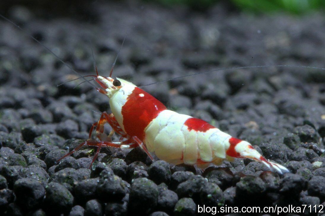 红白水晶虾等级的品鉴----花纹篇[干】