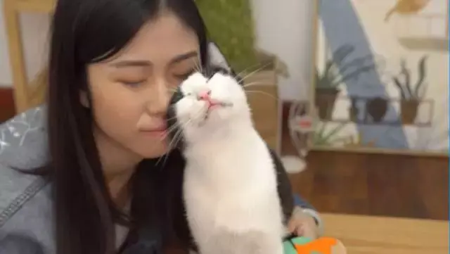 女主播斥巨资给网红猫过生 豪华酷炫生日party 人看了蛋糕都想吃 哔哩哔哩