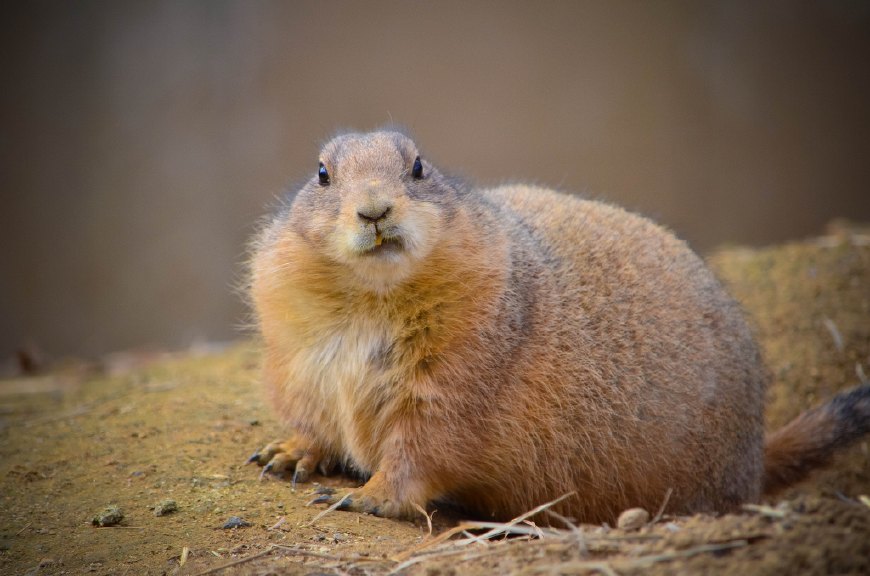 作为近些年来宠物界的新贵,原来土拨鼠也可以