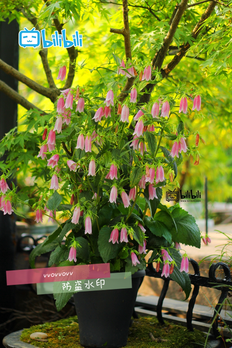 宿根风铃草.【文字版】