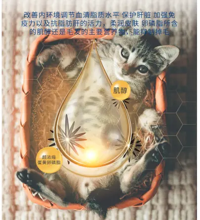 猫毛护理有门道 首先饮食要顾好 哔哩哔哩