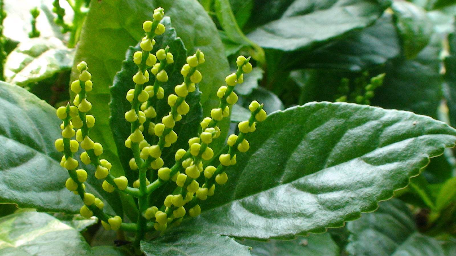 多穗金粟兰-神农架植物-图片