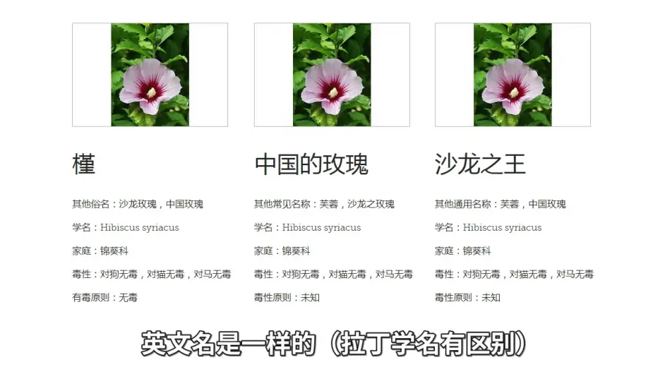 对猫有毒的植物 下篇 常见植物如何查询是否有毒 文字版 哔哩哔哩