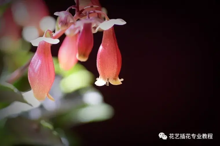 花材认识丨这6种垂吊花简直美炸天 你认识几种 哔哩哔哩