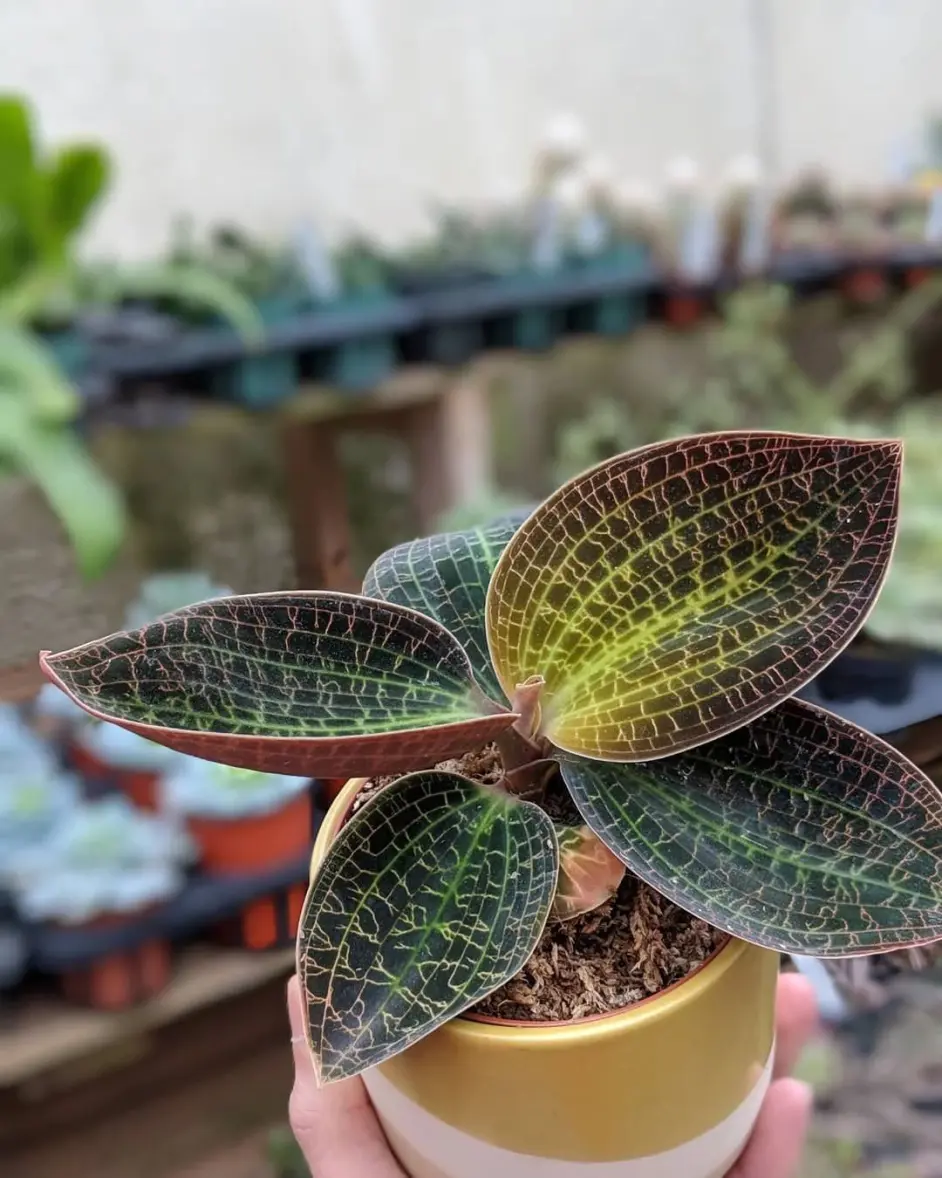 很招人喜欢的宝石兰 叶子闪闪发光 但注定是小众的观赏植物 哔哩哔哩