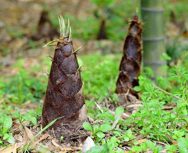 鲜美无比,徽菜名吃——黑毛猪肉笋