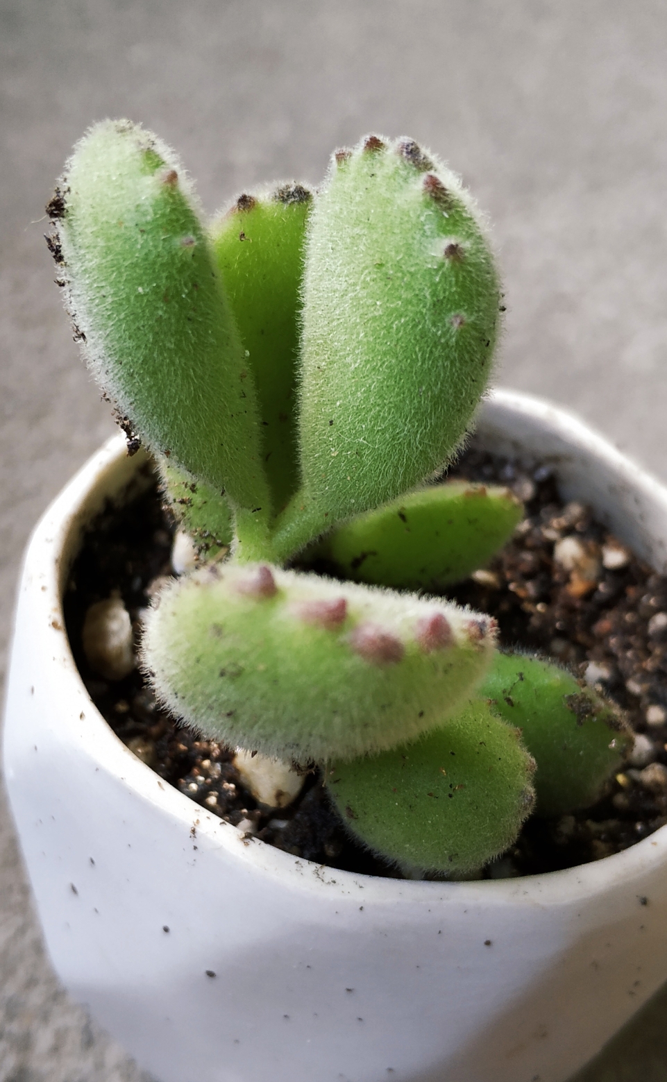 植社活动抽到的多肉植物们终于到啦!