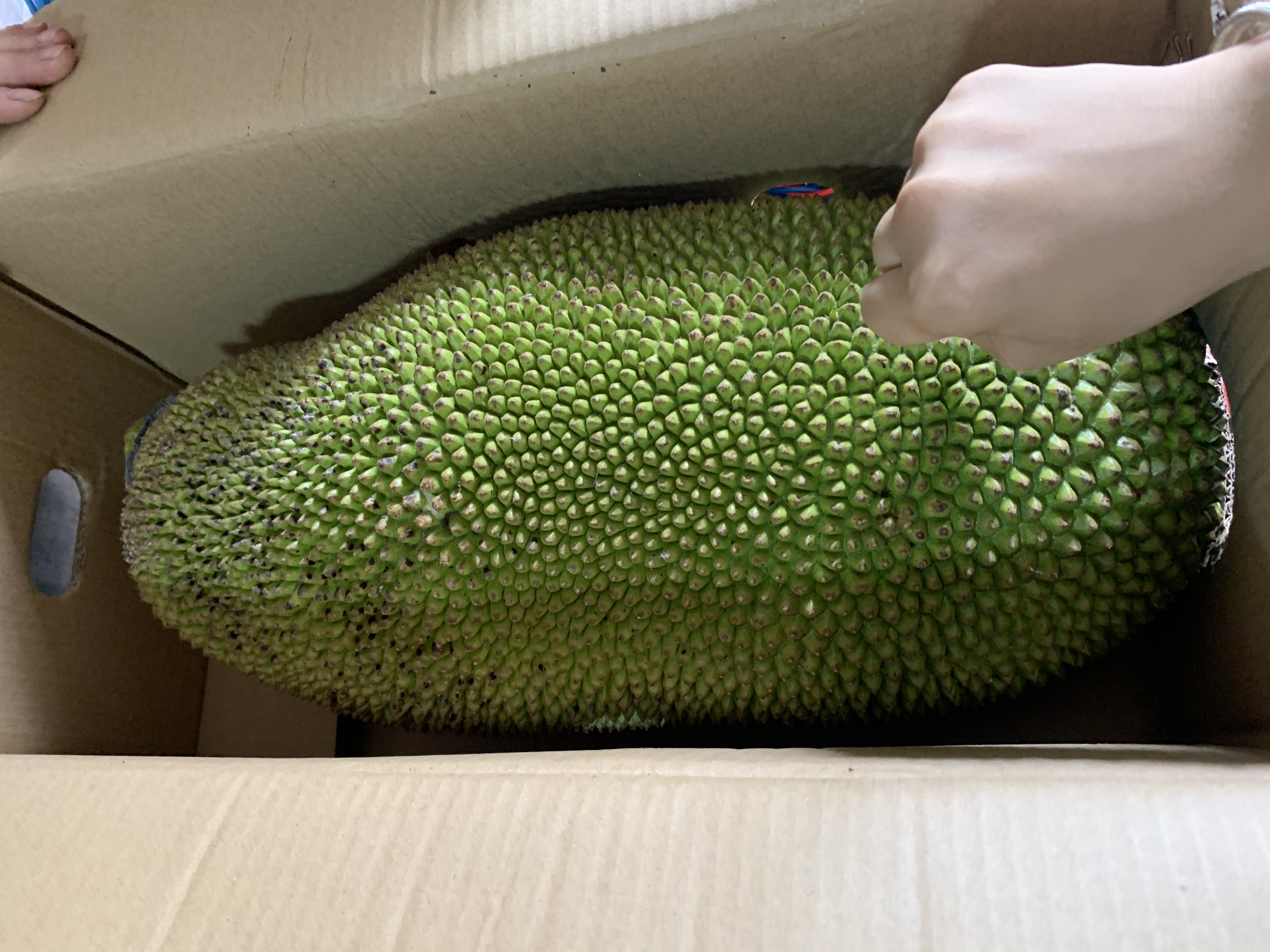 开箱超大菠萝蜜