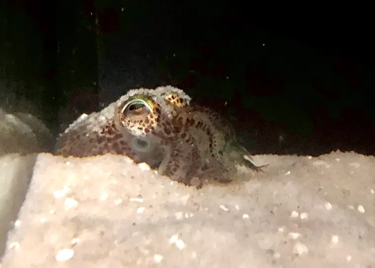 Xx耳乌贼 后耳乌贼饲养指南 简 哔哩哔哩