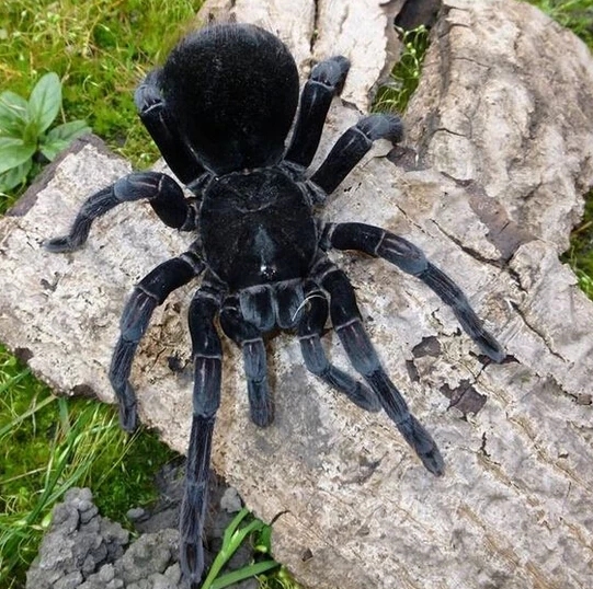 捕鸟蛛科普-玻利维亚钢铁蓝