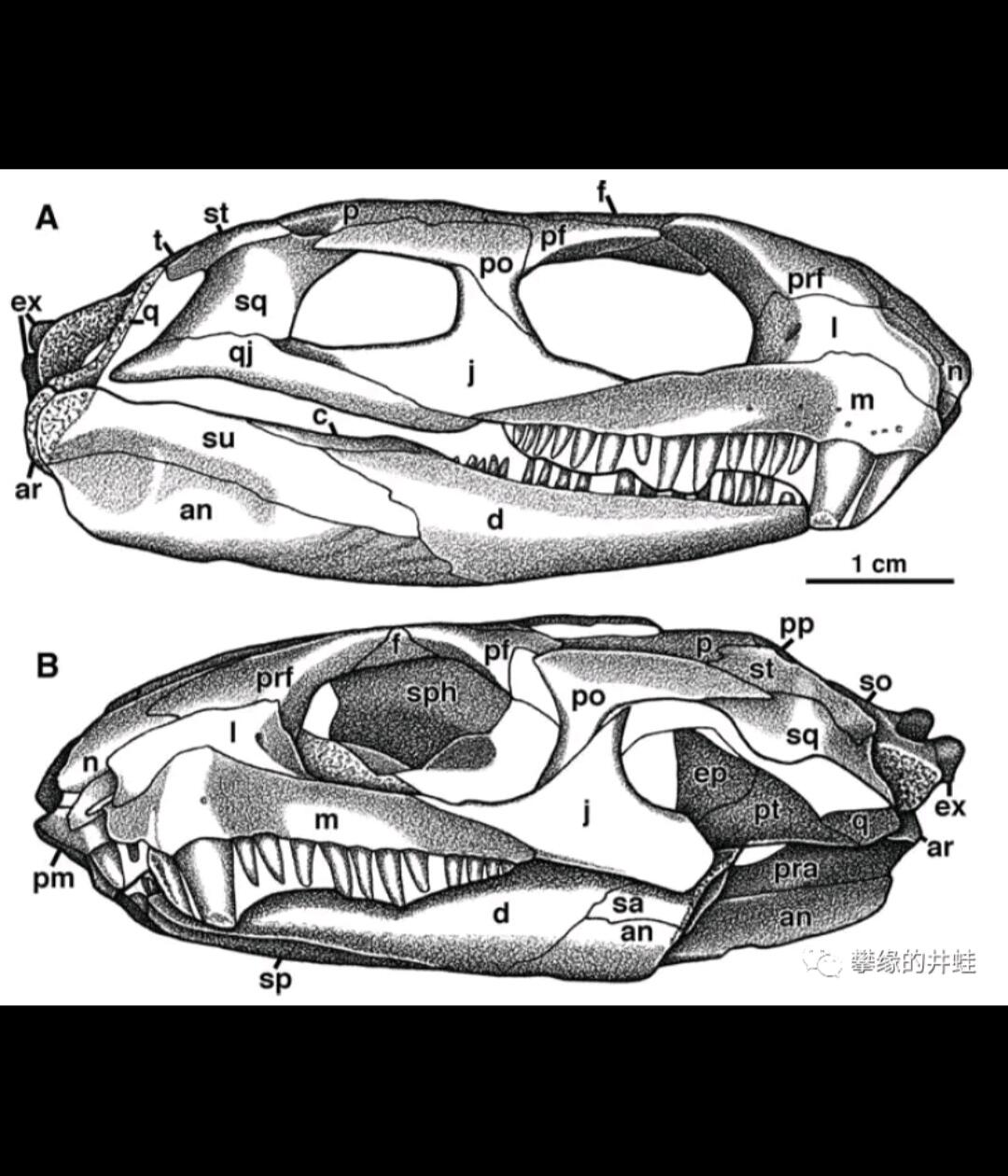 演化的故事14:谁说吃素能减肥(羊膜动物3-合弓纲2-盘龙目-2-卡色龙亚目 - 哔哩哔哩