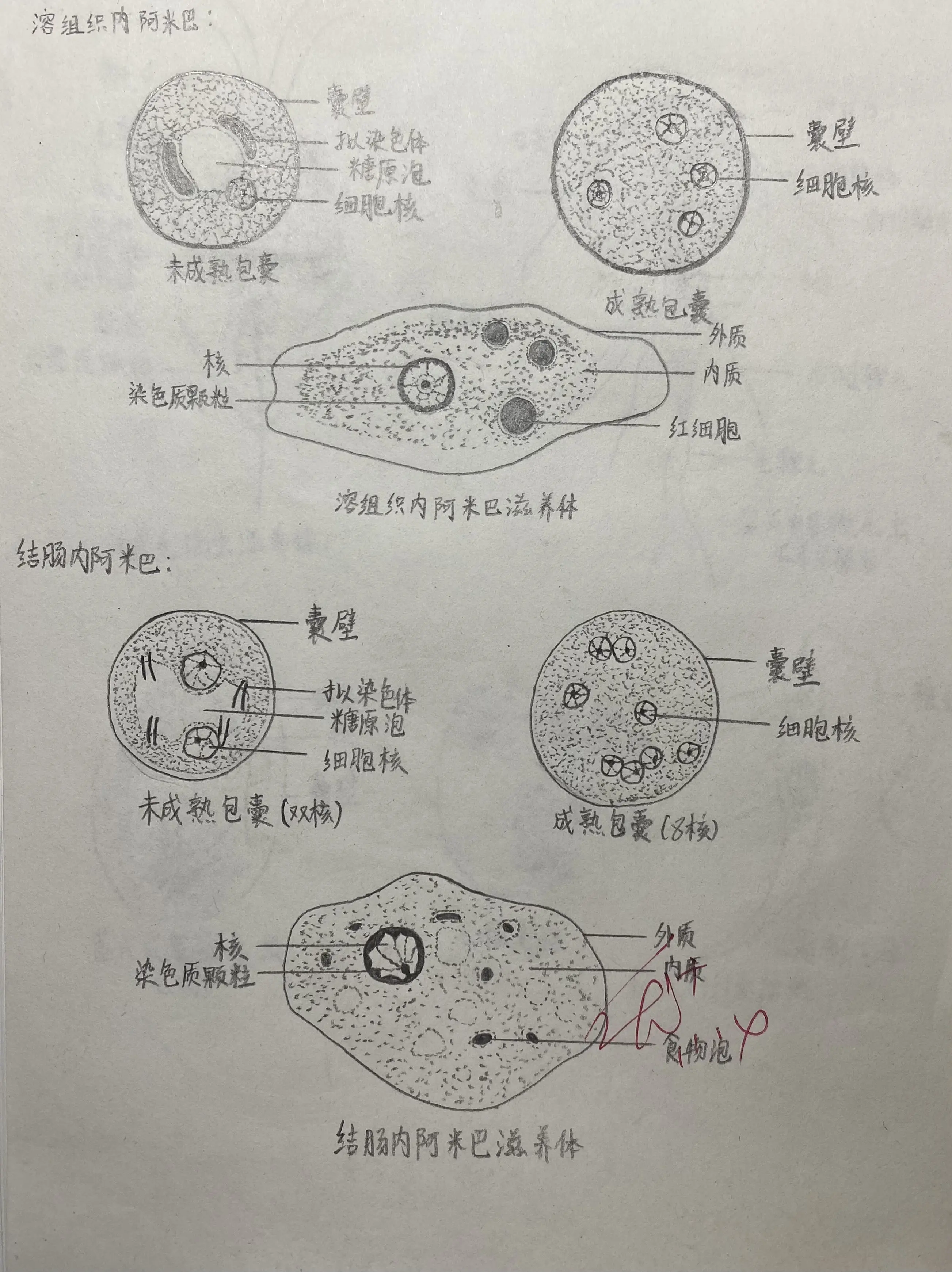 葫芦藓的颈卵器图片