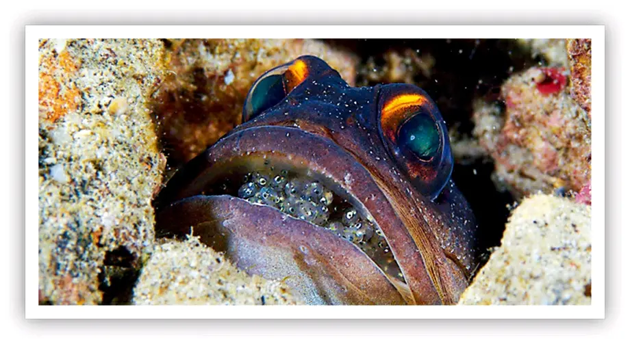 不高我的兴之鱼类学 哔哩哔哩