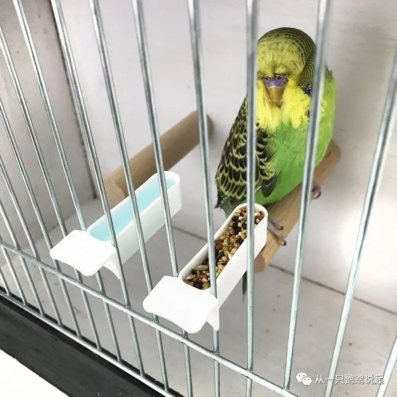 如何布置鸟笼 2 哔哩哔哩