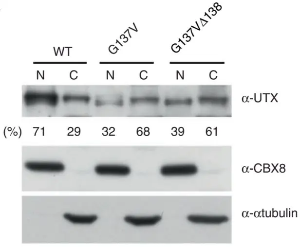 Hct116细胞与crispr Cas9结合 结直肠癌治疗研究的绝佳拍档 源井生物 哔哩哔哩