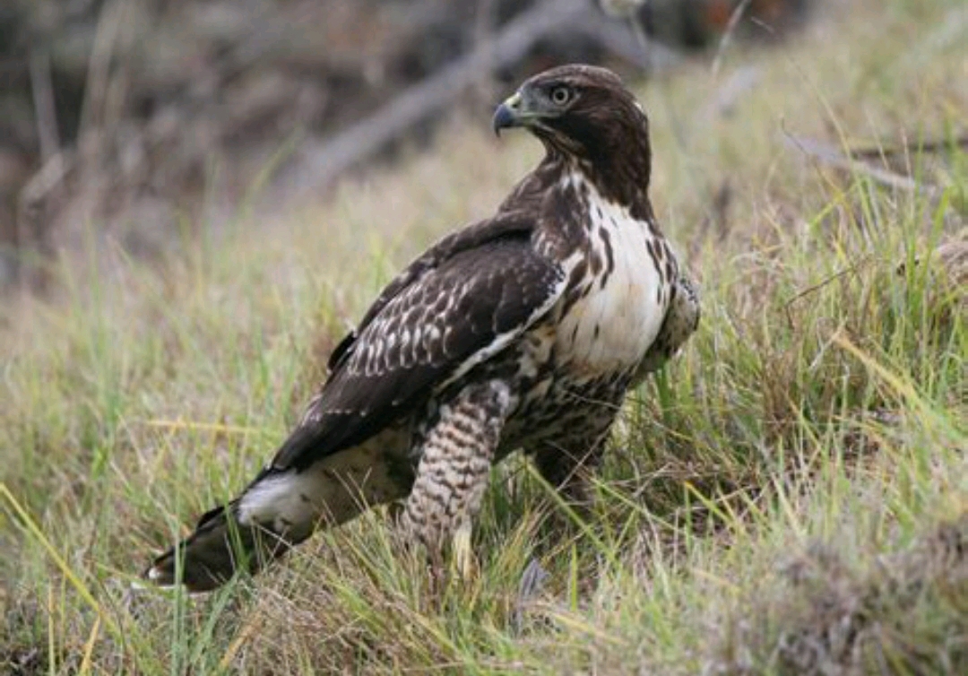 红尾鵟(buteo jamaicensis)