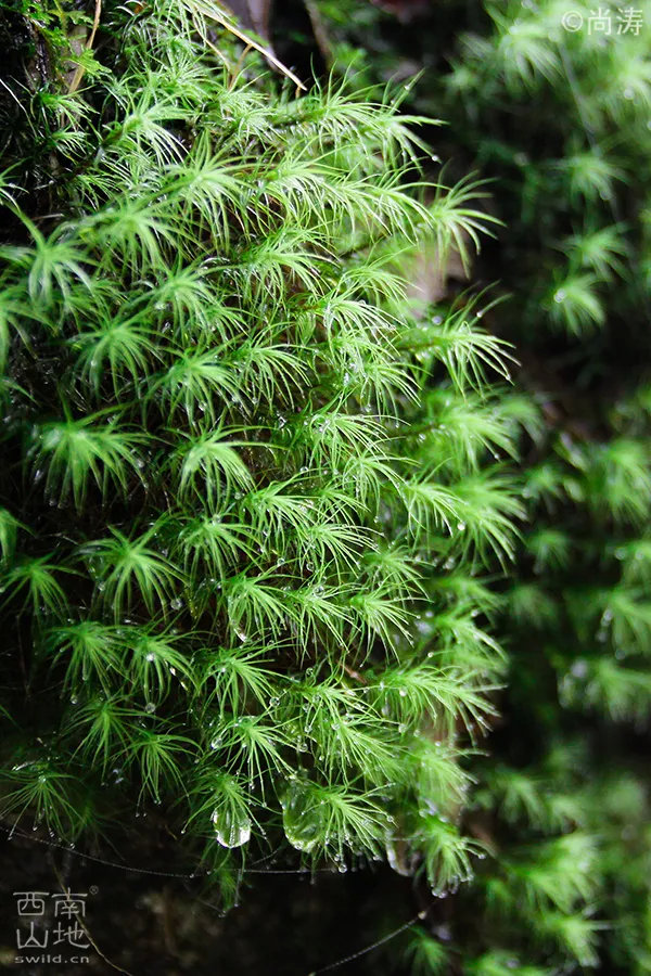 成都苔藓