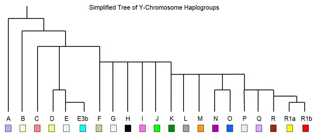 人类y染色体单倍群树状分支结构