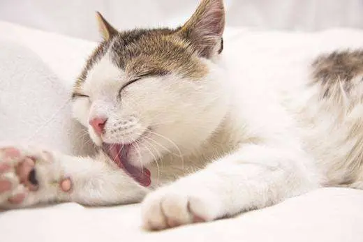 宠物猫毛球堵塞怎么办 哔哩哔哩