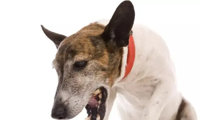 狗狗咳嗽呼吸困难 可能是致命的肺炎 而且还会传染给其它狗狗 哔哩哔哩