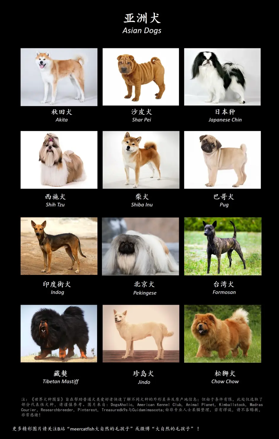 世界犬种图鉴 第一弹12只乖萌的 亚洲犬 哔哩哔哩