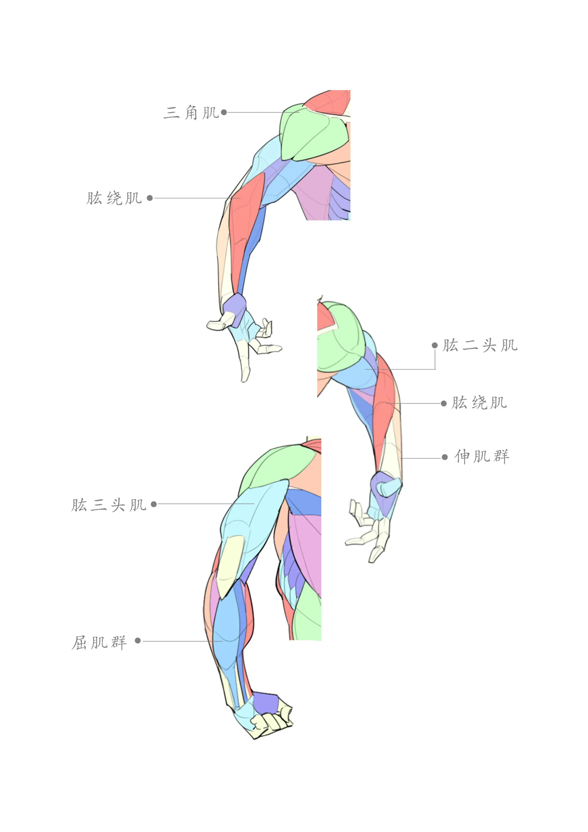 胳膊结构图解大全图片图片