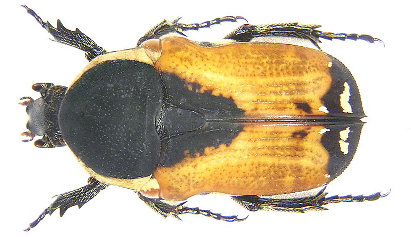 花金龟族与属整理(一) 哔哩哔哩