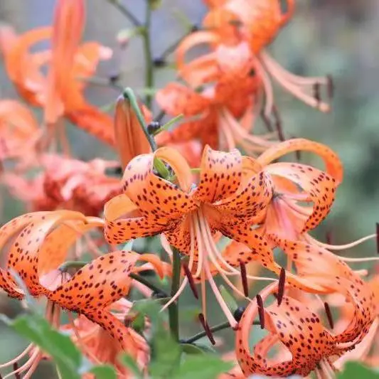 夏嗅百合 秋赏菊花 明年见 哔哩哔哩