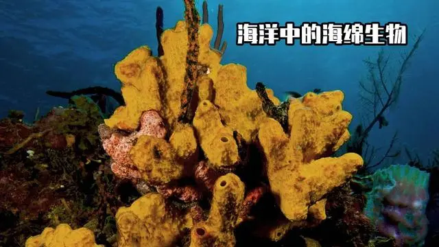 我的世界 海绵是mc早已 灭绝 的生物 聊聊海绵 你不知道的10件事 哔哩哔哩