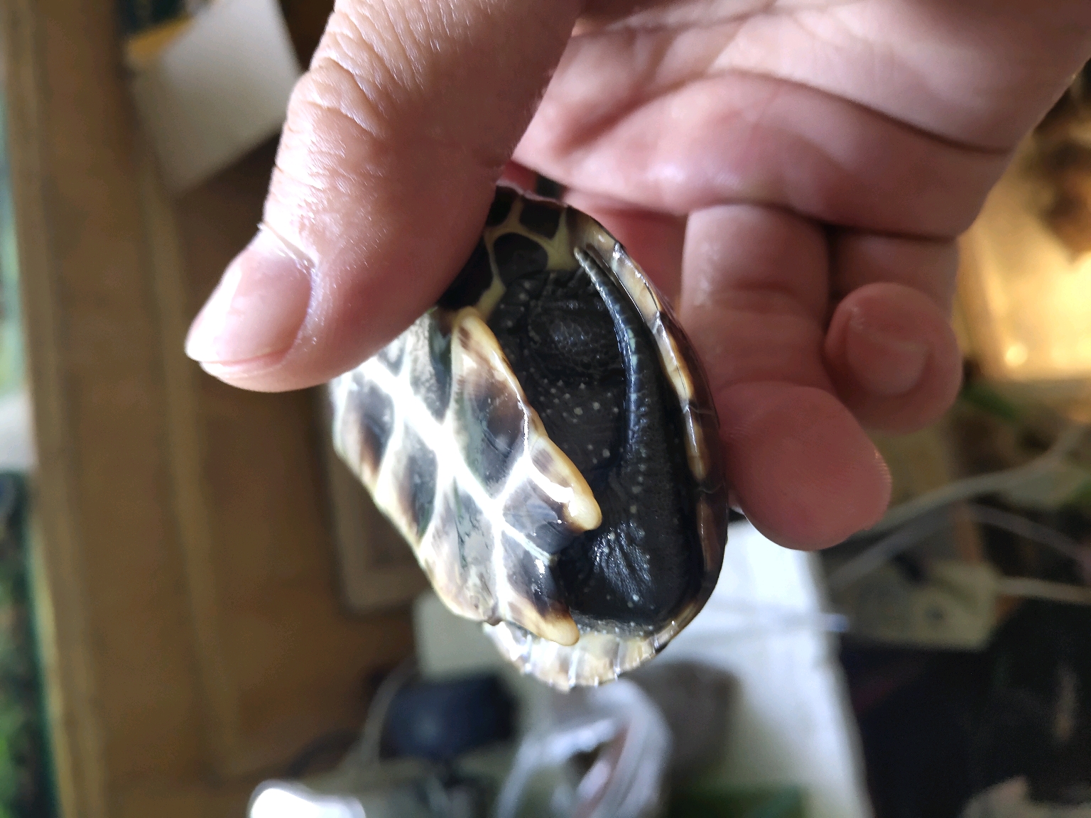 草龟疾病外形饲养及分类讨论组