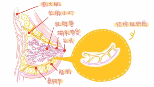 減肥為什麼會使胸部下垂?