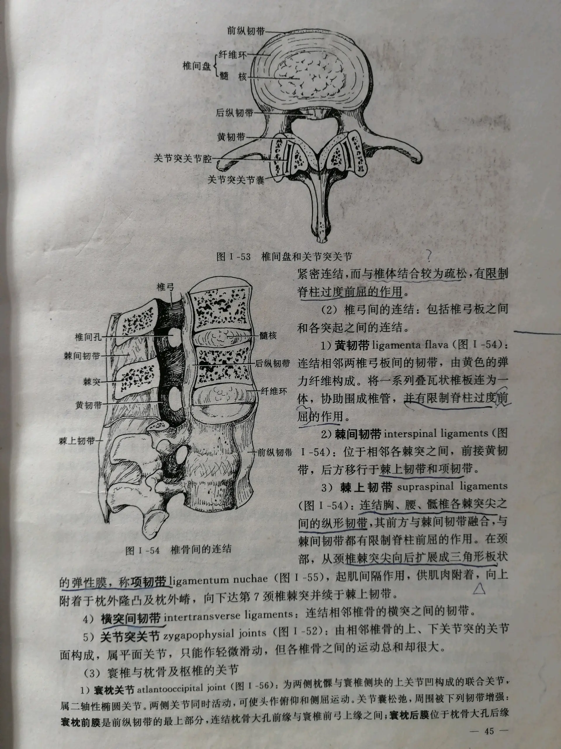 纤维环结构图片