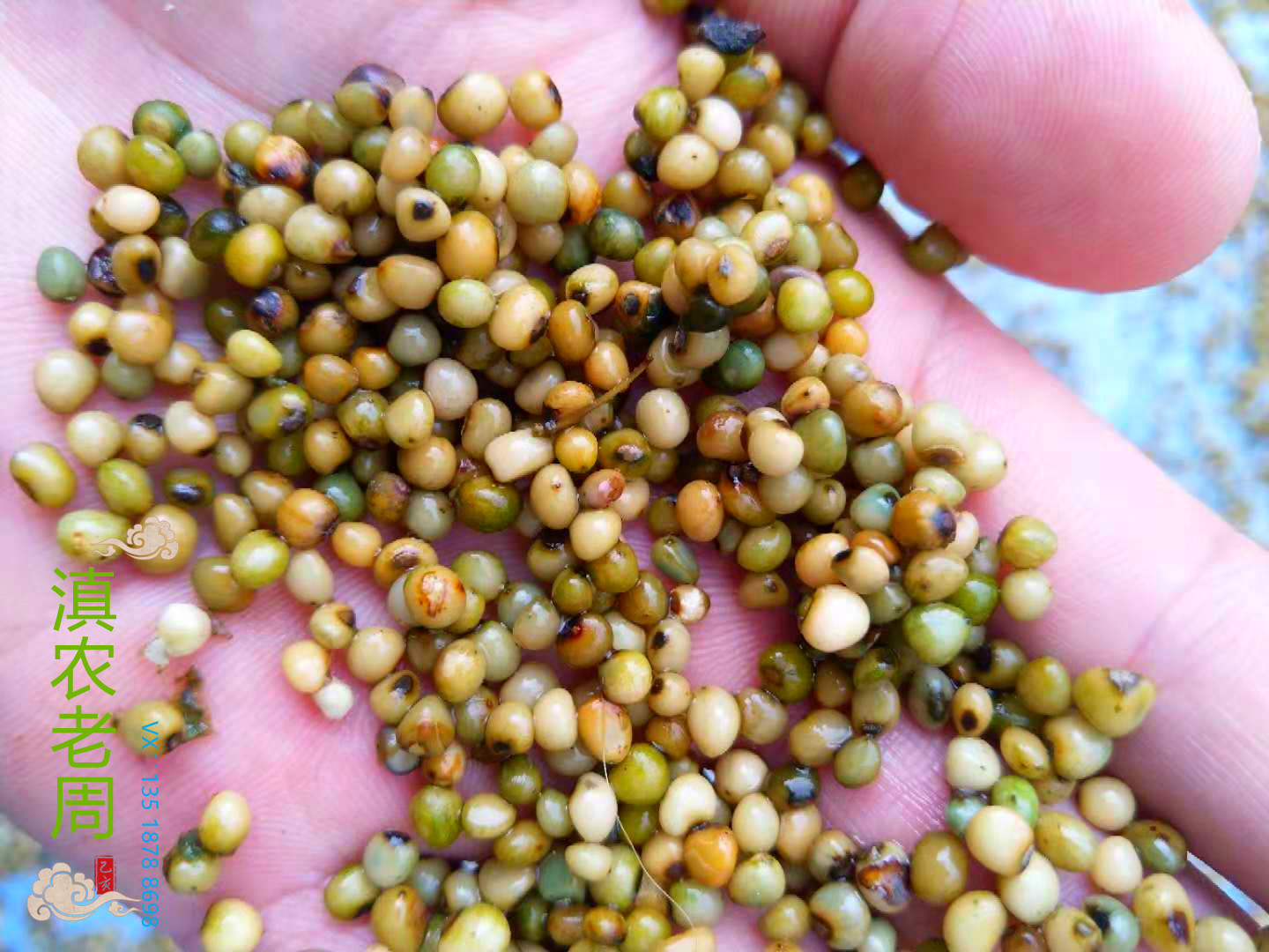 黄精种子什么时候种植最好?黄精种苗基地种苗批发