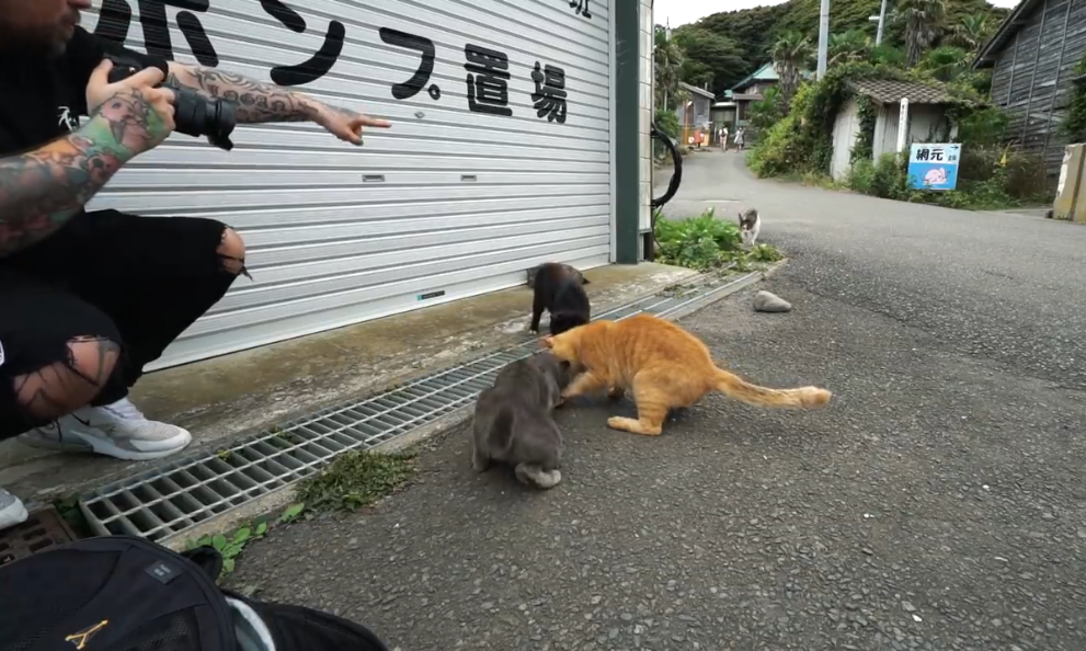 小伙来到猫岛 撸猫根本停不下来!