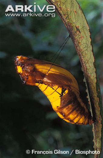 随性科普——最大蝴蝶 ——亚历山大鸟翼凤蝶