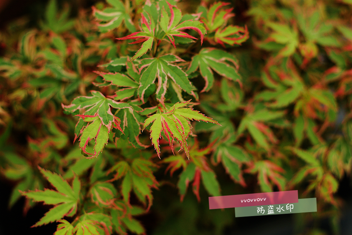 翩翩起舞蝴蝶枫