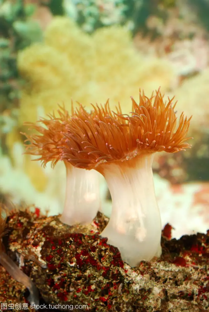 图片分享:海葵1 - 哔哩哔哩