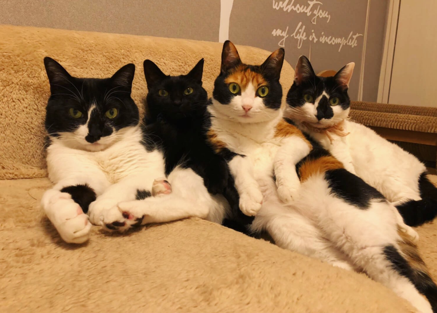 家中墙纸屡次更换5只猫咪从中破坏逼得小伙出招不敢去碰了